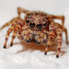 webspiders007